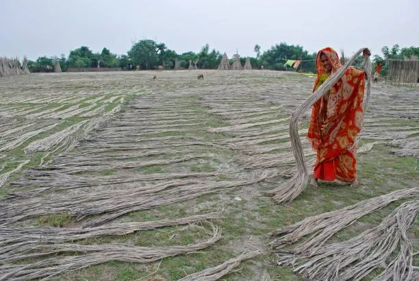 Drying the jute fibres and getting them ready for spinning.