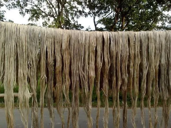 Jute fibres hung out to dry