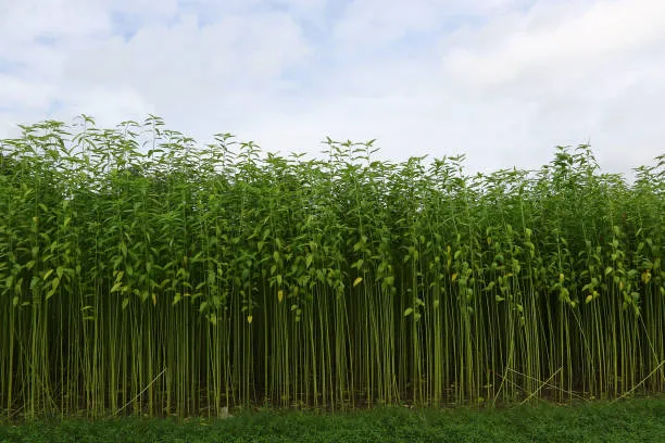 Lush green jute crop in the field, ready for harvest