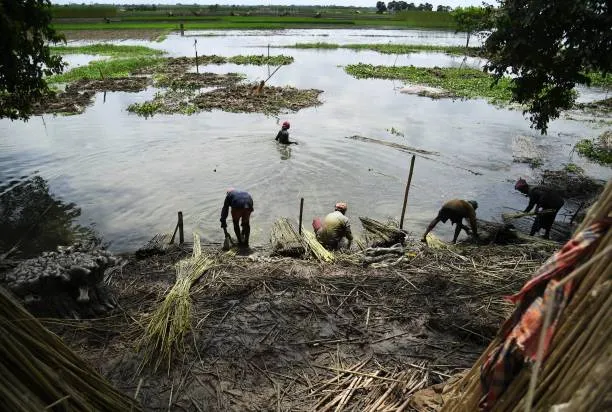 Jute being processed