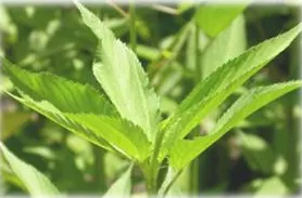 Jute Plant