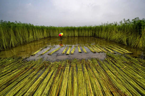 How Jute Bags Are Made: From Start to Finish!